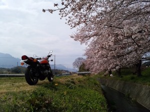 妙義の桜