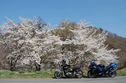 立科周辺の桜